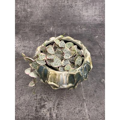 Ceropegia Woodii růžová