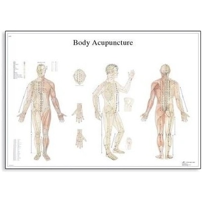 Schéma - akupunkturní body - AJ - 68x98 cm Papír bez lišty