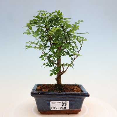 e-bonsai Pokojová bonsai - Zantoxylum piperitum - pepřovník