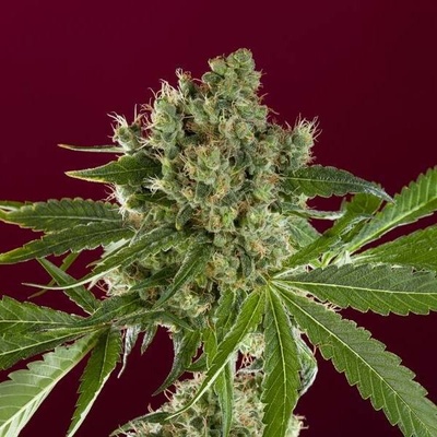 Reggae Seeds Bass Line semena neobsahují THC 7 ks