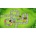 Bloons TD 6