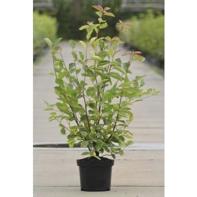 Muchovník Lamarckov FloraSelf Amelanchier lamarckii 50-60 cm kvetináč 4 l