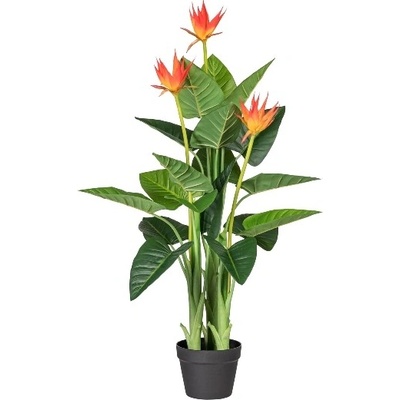 Guzmania 3 kvety, 105cm