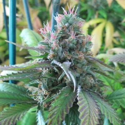 BC Bud Depot CBD God Bud regular semienka neobsahujú THC 12 ks