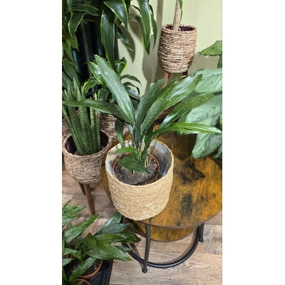 Aspidistra Milky Way – Zbozi.Blesk.cz