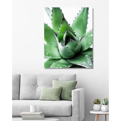 ZUTY Obrazy na stenu - Aloe Rámovanie: bez rámu a bez vypnutia plátna, Rozmer: 40x50 cm