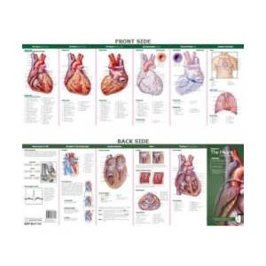 Anatomical Chart Company's Illustrated Pocket Anatomy: Anatomy of The Heart Study Guide | Anatomical Chart Company (ISBN: 9780781776813)
