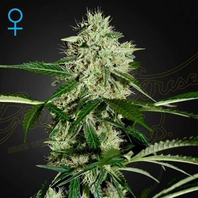 Green House Seed Northern Lights Auto semienka neobsahujú THC 10 ks