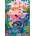 Pieces & Peace - Puzzle Fonds Marins Colorés - 1 000 piese