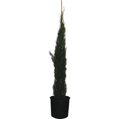 Cyprus vždyzelený FloraSelf Cupressus sempervirens 'Totem' 150 – 170 cm kvetináč 18 l