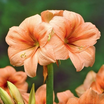 Hvězdník Rilona - Hippeastrum - cibuloviny - 1 ks