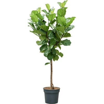 Ficus Lyrata stem 38x200 cm