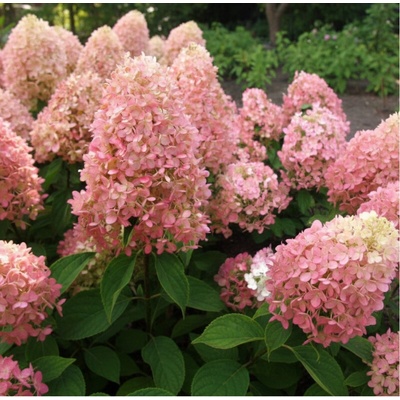 Hortenzie kytarová – Hydrangea paniculata 'Magical Candle'(R)