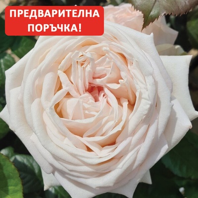 Kordes® Роза Madame Anisette® - Parfuma® - Kordes®