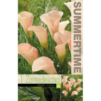 Seklos Кала Оукланд Zantedeschia - 1 бр луковица