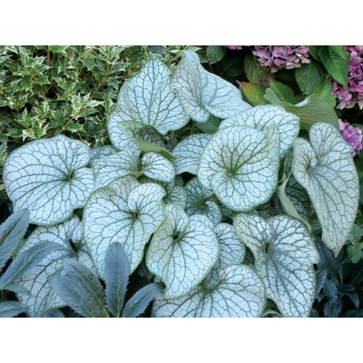 Brunera veľkolistá Alexanders Great - Brunnera, kont. 1 l