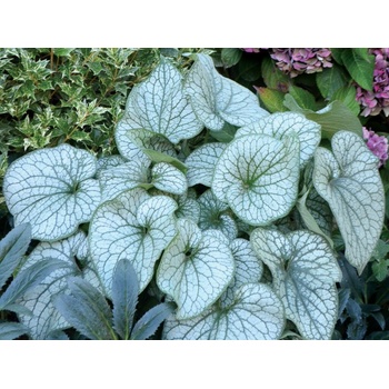 Brunera veľkolistá Alexanders Great - Brunnera, kont. 1 l