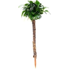 Dennerle Anubias nana Bonsai na palmě 4 x 4 x 15 cm