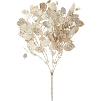 ZELEŇ LUNARIA ŠAMPAŇ 37cm