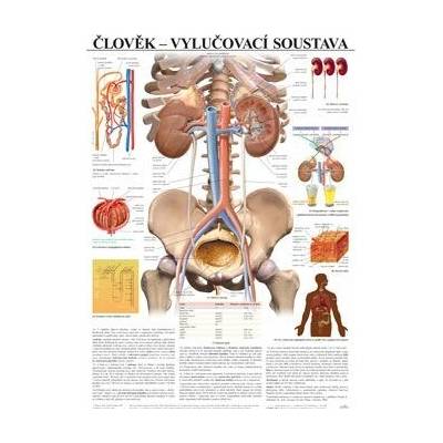 Člověk - vylučovací soustava