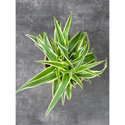 Chlorophytum Comosum Vittatum Variegatum rovné 13 cm
