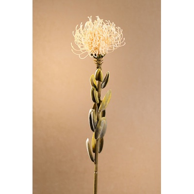 Paramit DRY SMALL PROTEA Aranžovací květina bílá 61 cm