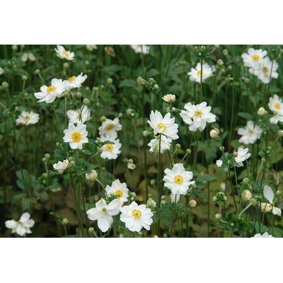 Anemone hyb. 'Whirlwind' Velikost hrnku: 2l růžov sasanka japonská