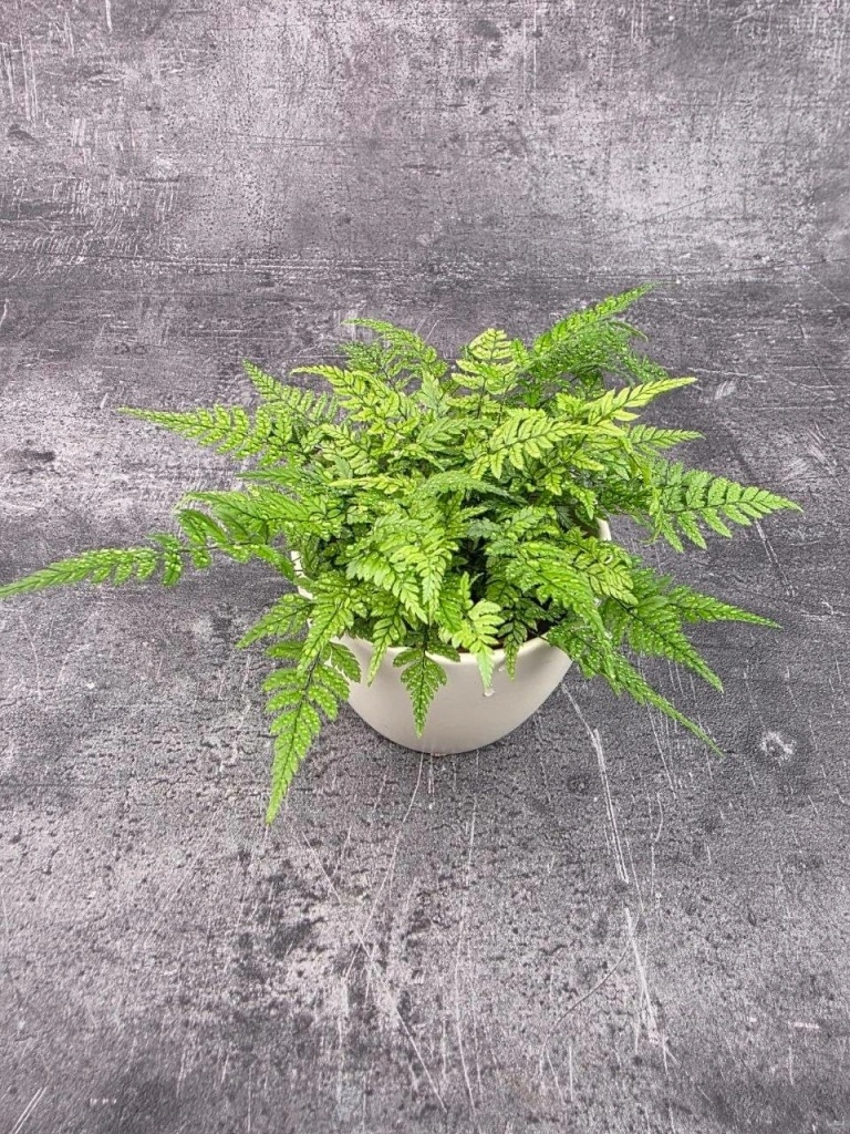 Polystichum tsus-simense