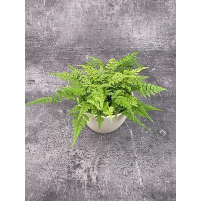 Polystichum tsus-simense