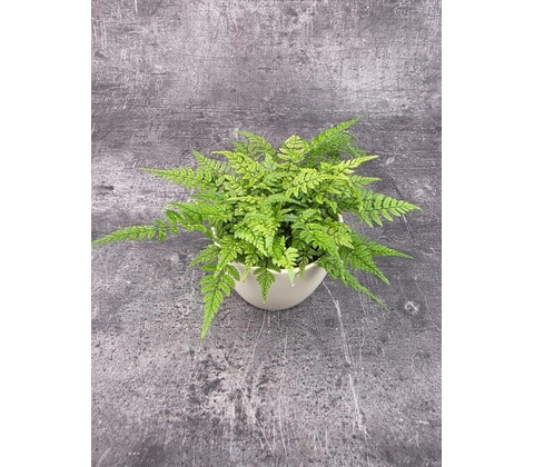 Polystichum tsus-simense