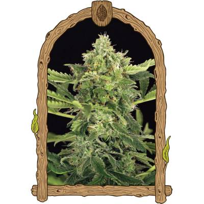 Exotic Seeds Mango Cream AUTO semena neobsahují THC 5 ks