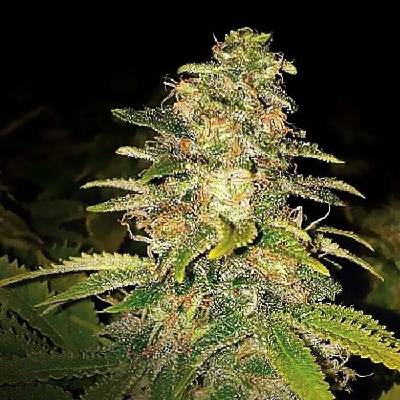 Expert Seeds Critical Blue AUTO semena neobsahují THC 3 ks
