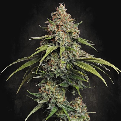 Paradise Seeds L.A. Amnesia semena neobsahují THC 10 ks