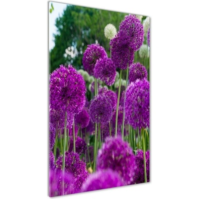 Vertikálny foto obraz fotografie na skle Kvety cesnaku 50x100 cm