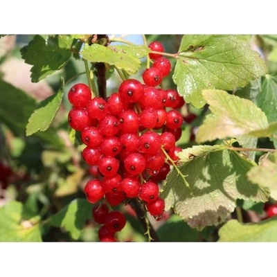 Ríbezľa červená (Ribes rubrum) ´JONKHEER VAN TETS´ - skorá, výška 40-60 cm, voľnokorenná - KRÍKOVÁ