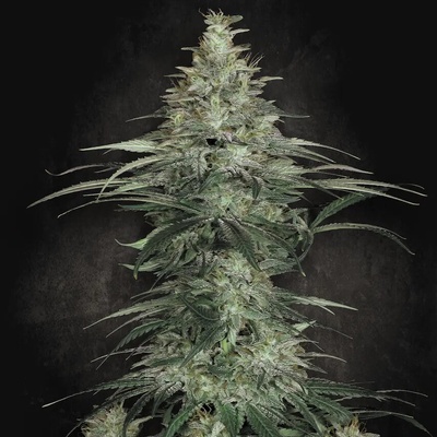 Paradise Seeds Sensi Star semena neobsahují THC 10 ks