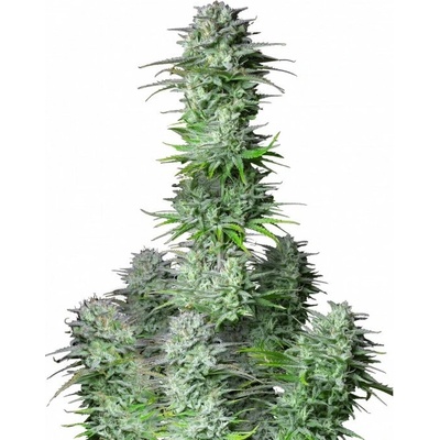 Fastbuds Kosher Cake Auto semienka neobsahujú THC 100 ks