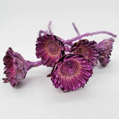 Compacta frosted purple 30ks