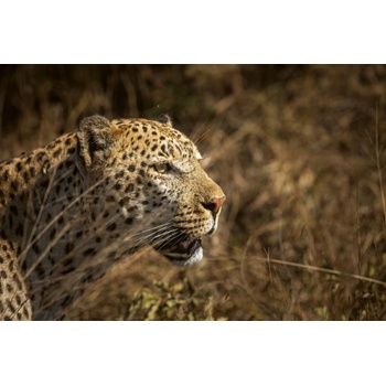 DIMEX ART s. r. o Флизелинов фототапет леопард на лов 375 x 250 см