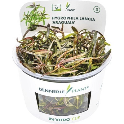 Mokranka kopijovitá červená – Hygrophila lancea