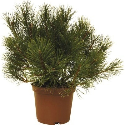 Borovica horská FloraSelf Pinus mugo 30-40 cm kvetináč 3 l
