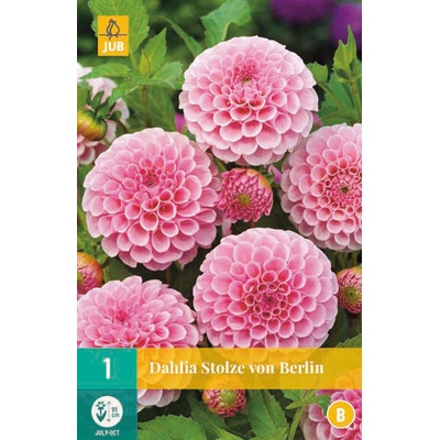 JUB HOLLAND Hlízy jiřiny Dahlia pompon STOLZE VON BERLIN 1 kus
