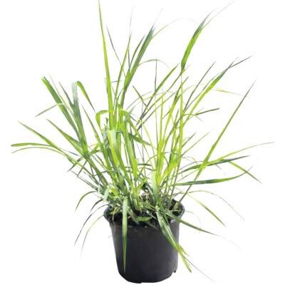 Ozdobnice čínská obří FloraSelf Miscanthus giganteus 20-120 cm květináč 3 l