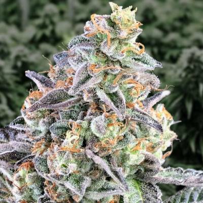 High Speed Buds Cherry Pie Auto semena neobsahují THC 3 ks