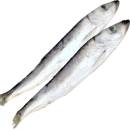 Masožravci Sleď 1 kg