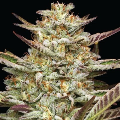 Humboldt Seed Company Gazzurple semienka neobsahujú THC 10 ks