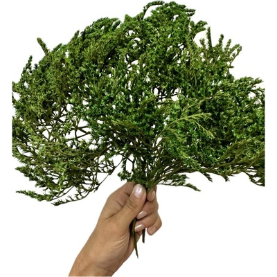 Statice tatarika zelená svazek 50g