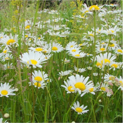 Kopretinová louka semena Planta Naturalis směs 40 g