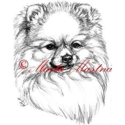 Obraz špic, pomeranian, tužka - tisk