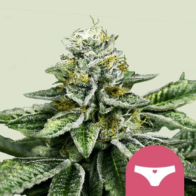 Royal Queen Seeds Sherbet Queen semienka neobsahujú THC 100 ks